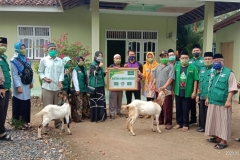 Kambing Bergulir